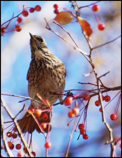我是一只小鸟作文300字，我是一只小鸟歌曲