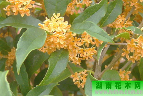 佛顶珠桂花，佛顶珠桂花是什么品种