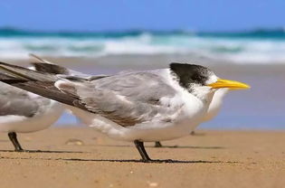 燕鸥和大行折叠自行车哪个好，燕鸥d9价格