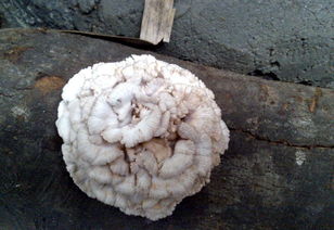 雪莲菌种的作用与功效，雪莲菌图片