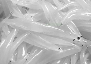 太湖银鱼可以人工养殖吗