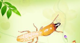 怎么消灭白蚂蚁