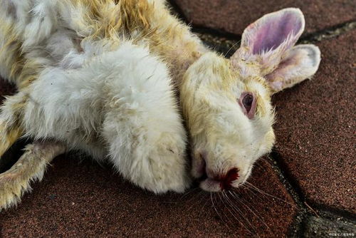 梦见自己虐待兔子