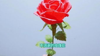 凋零玫瑰有什么用