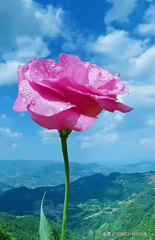 绽放的意思是什么?