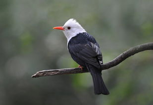 带鸟的成语大全 四字成语有哪些，带鸟的成语100个