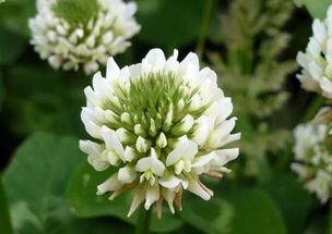 红花檵木怎么养护?