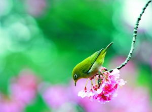 夜半の月かな，夜半意思