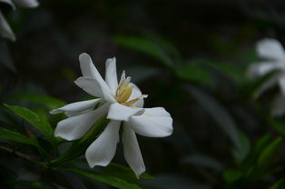 枝枝花和栀子花是一种花吗