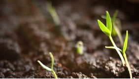 Sprout英语怎么读?发音丶音标,