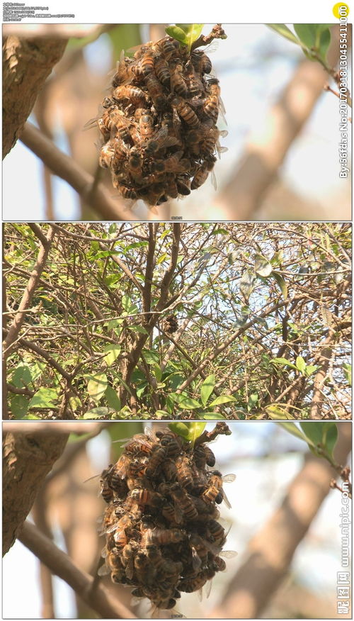 酿蜜的英文，酿蜜的拼音怎么写