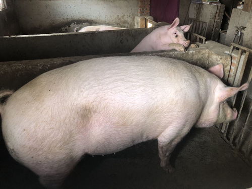 他天天叫我猪婆是什么意思?