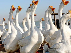 鹅鹅鹅古诗作者，鹅鹅鹅古诗朗诵