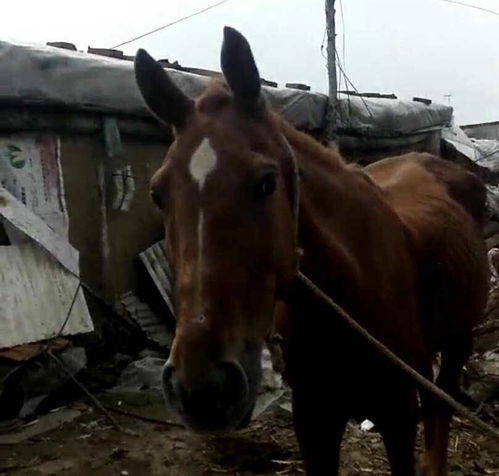 老马识途的意思，老马识途文言文翻译