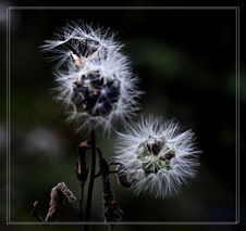 凋谢的意思-凋谢造句