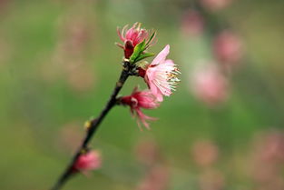 春寒料峭是什么意思解释一下，春寒料峭是什么意思 反义词