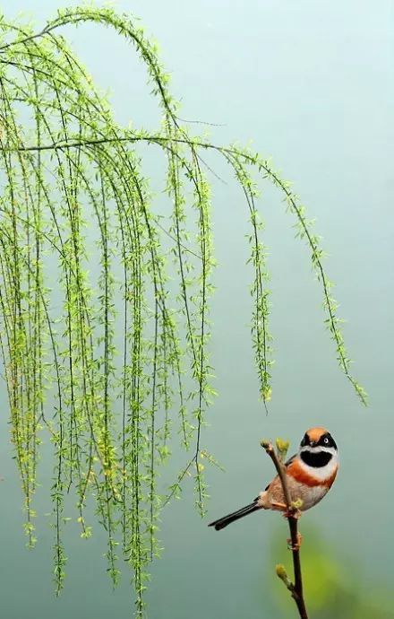 惜春小札每段的意思，惜春小札简要概括本文的主旨