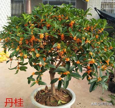 丹桂是什么意思?，丹桂是什么颜色