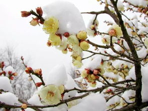 梅花雪的诗句，梅花雪歌曲原唱
