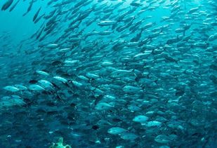 海洋的小知识有哪些?