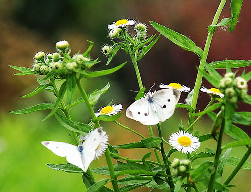 孟夏草木长,绕屋树扶疏，孟夏草木长拼音