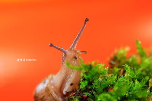 什么是蜗牛的家