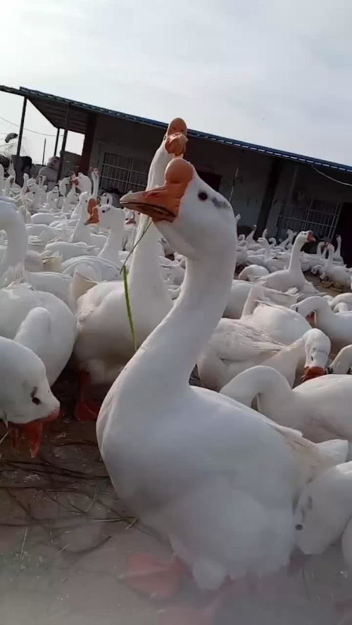 鹅鹅鹅曲项向天歌古诗