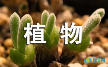 关于植物的作文300字六年级上册，关于植物的作文300字桃花
