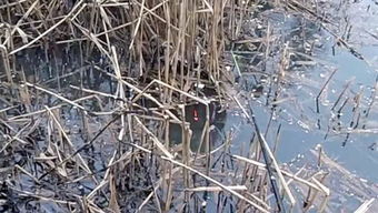 绵里藏针造句，绵里藏针的拼音