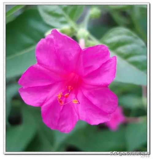 地雷花图片，地雷花的功效与作用