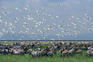 迁徙的动物有哪些 什么动物有迁徙的习惯