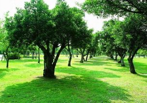 关于树的谚语大全100条，关于树的谚语怎么写二年级