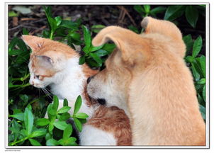 猫和狗的故事