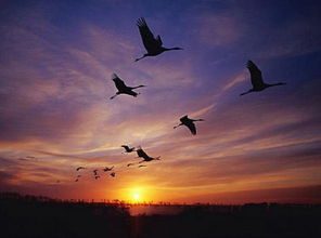 “闲云野鹤”的下句是什么?