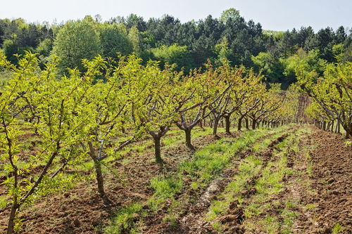 关于树的谚语,谢谢