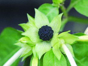 地雷花的种植方法和注意事项,什么时候可以开花