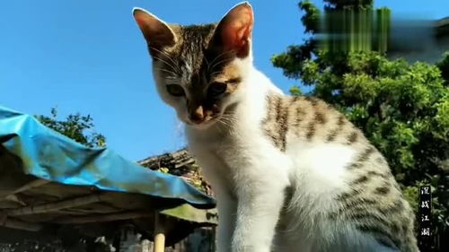 朝花夕拾猫和狗的故事，猫和狗的故事50字
