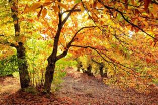 欲说还休却道天凉好个秋全诗