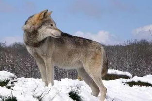 狼心狗肺痣图解，狼心狗肺痣的准确位置