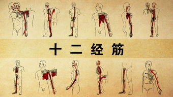筋缩的准确位置图作用 筋缩的准确位置图