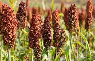 什么的高粱组词?