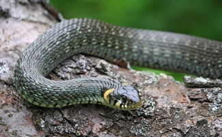 蛇的七寸是什么器官，蛇的七寸是什么意思