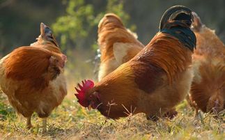 缚鸡行的译文和注释，缚鸡行古诗