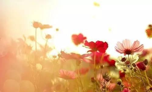 繁华落尽子规啼什么歌，繁华落尽子规啼全文免费阅读