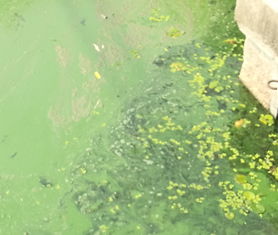 环保问题有哪些及解决方法