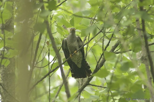 鹃的拼音是什么?