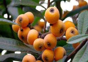 琵琶与枇杷的故事有什么?