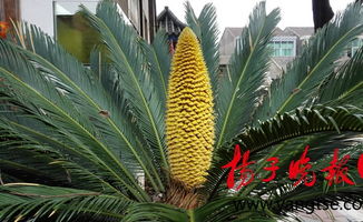 铁树开花吗?花什么样，铁树开花吗小说