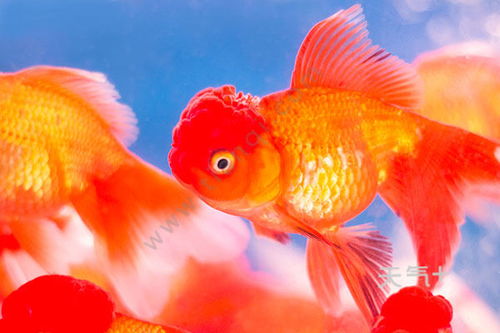 国画金鱼的画法步骤