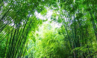 台竹联帮元老举行葬礼,竹联帮的起源?